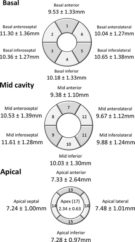 lv wall thickness measurement|lv wall thickness calculator.